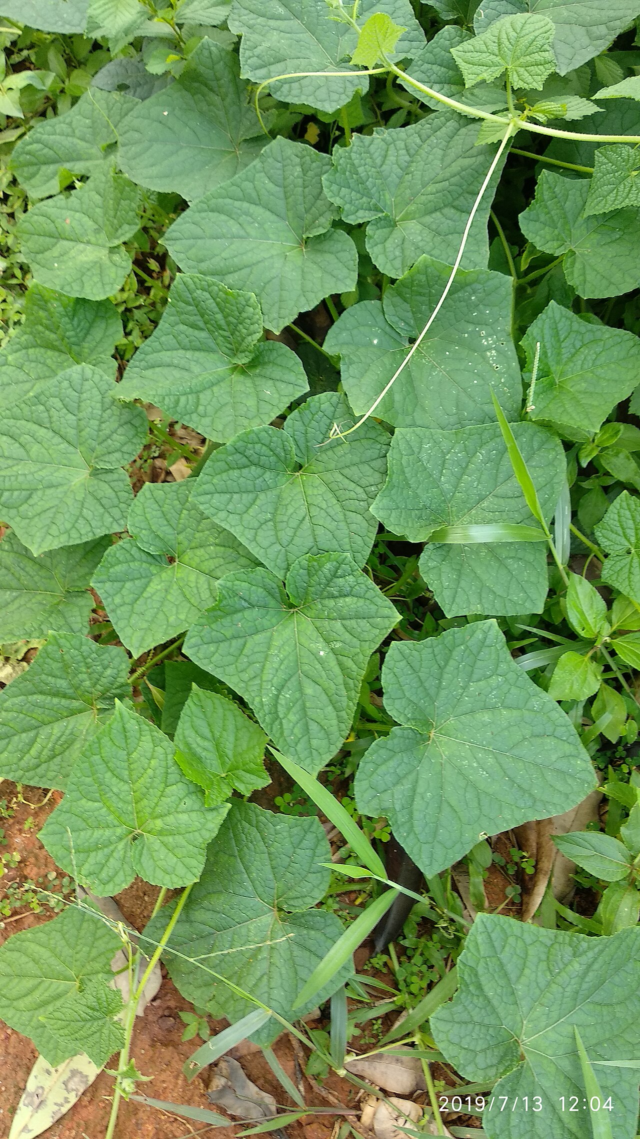 Cucumis prophetarum