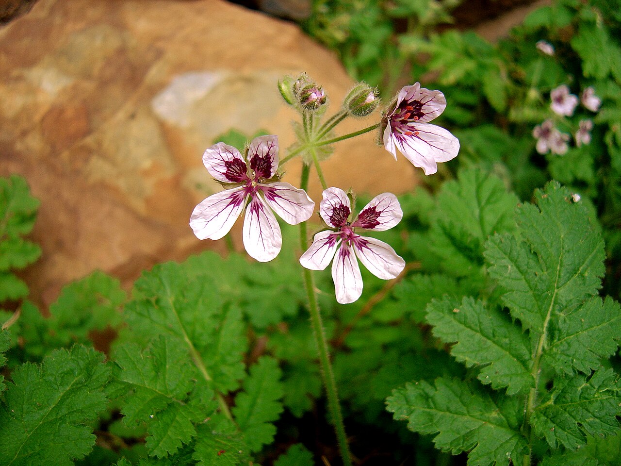 Erodium mouretii