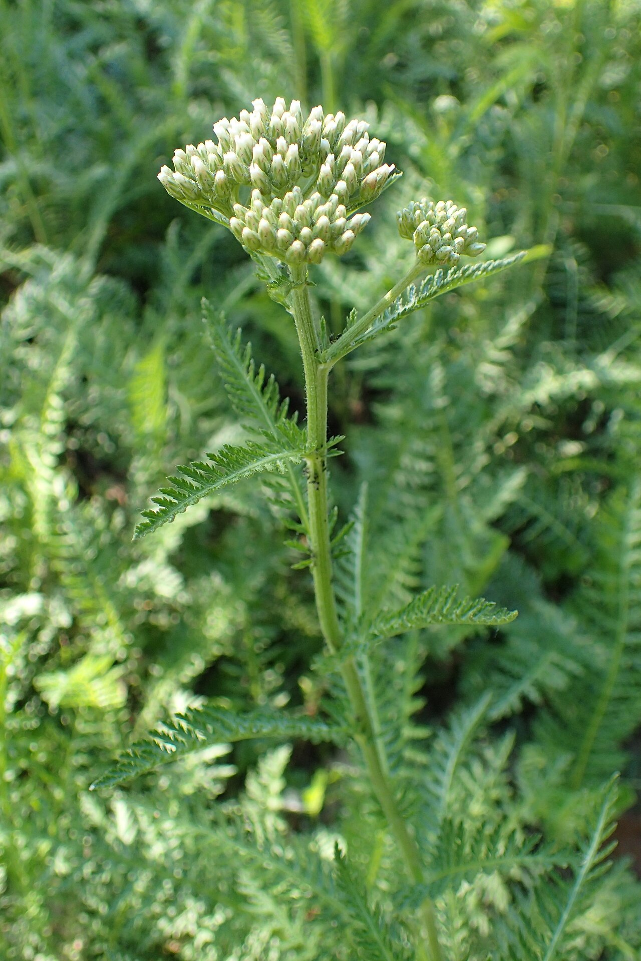 Achillea distans