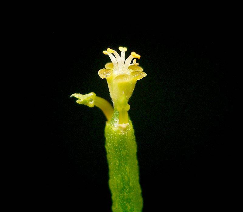 Euphorbia arceuthobioides