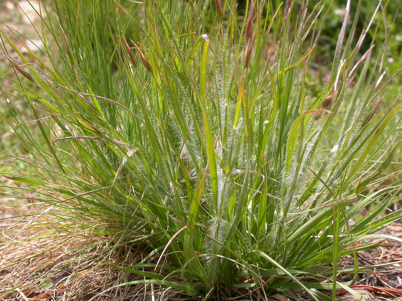 Danthonia unispicata
