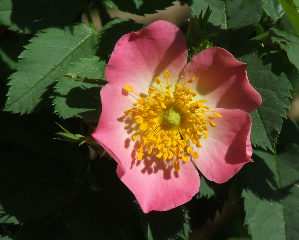 Rosa villosa