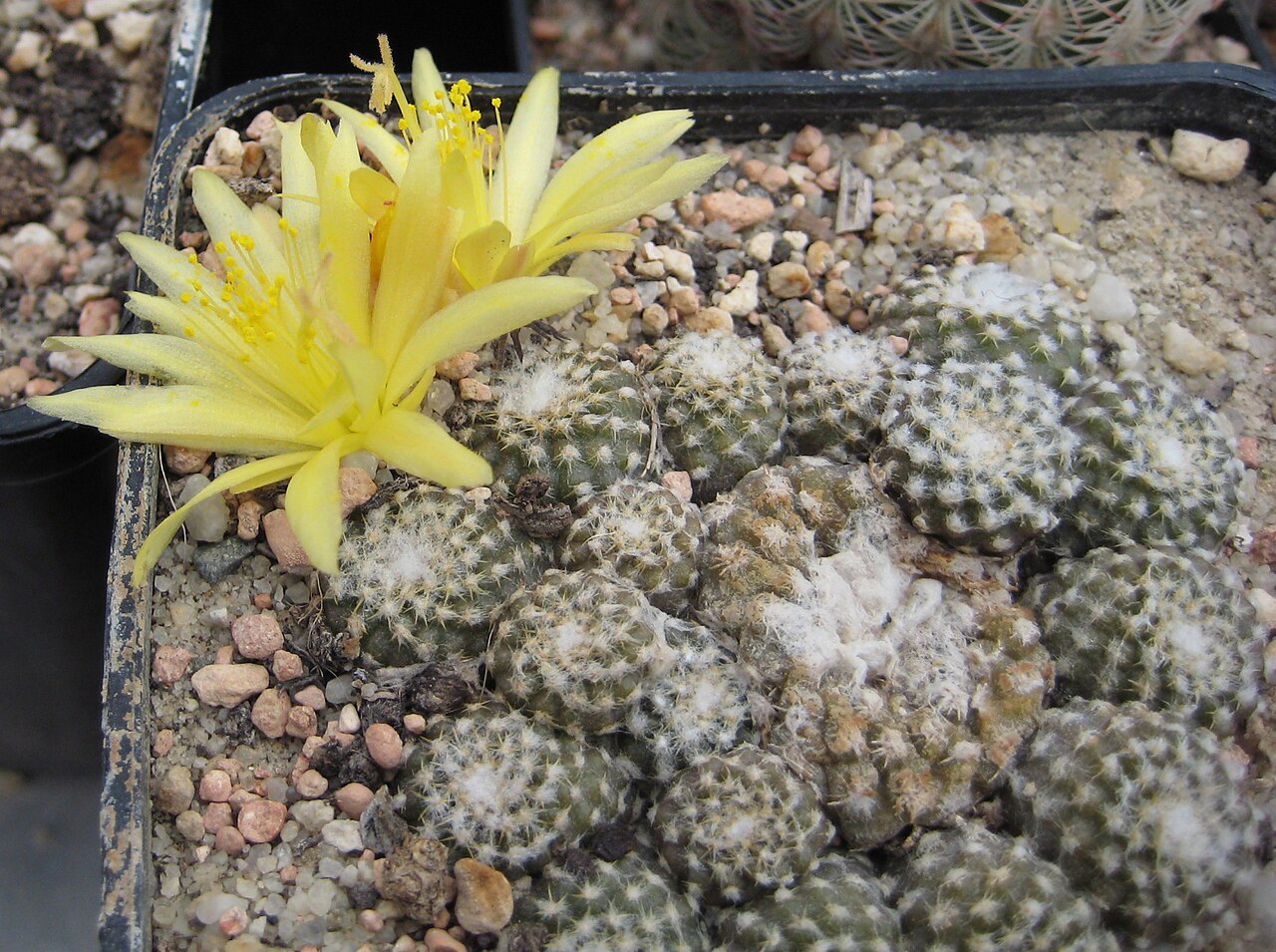 Copiapoa laui