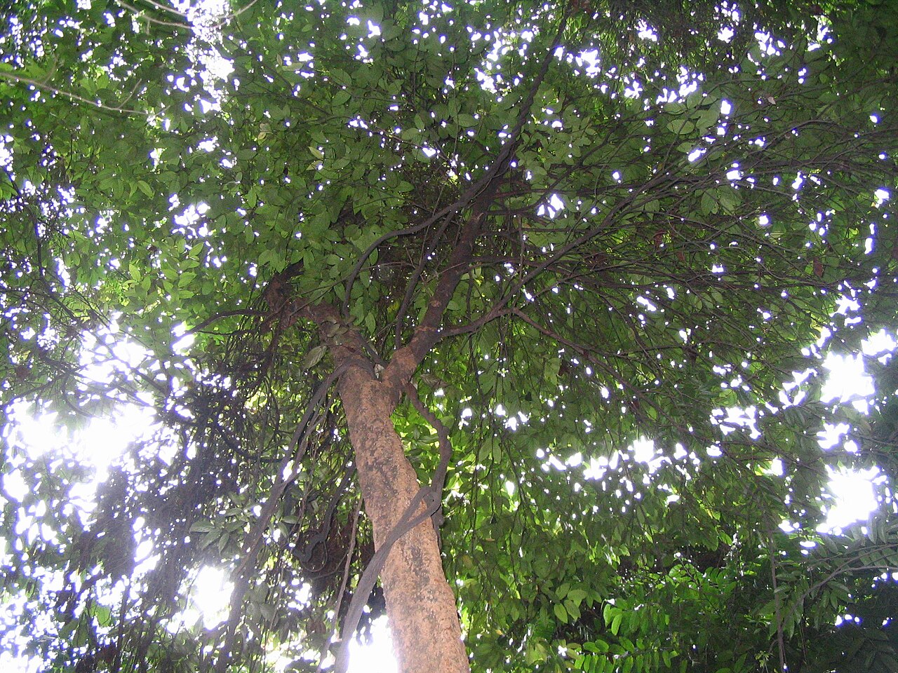 Aidia wallichiana