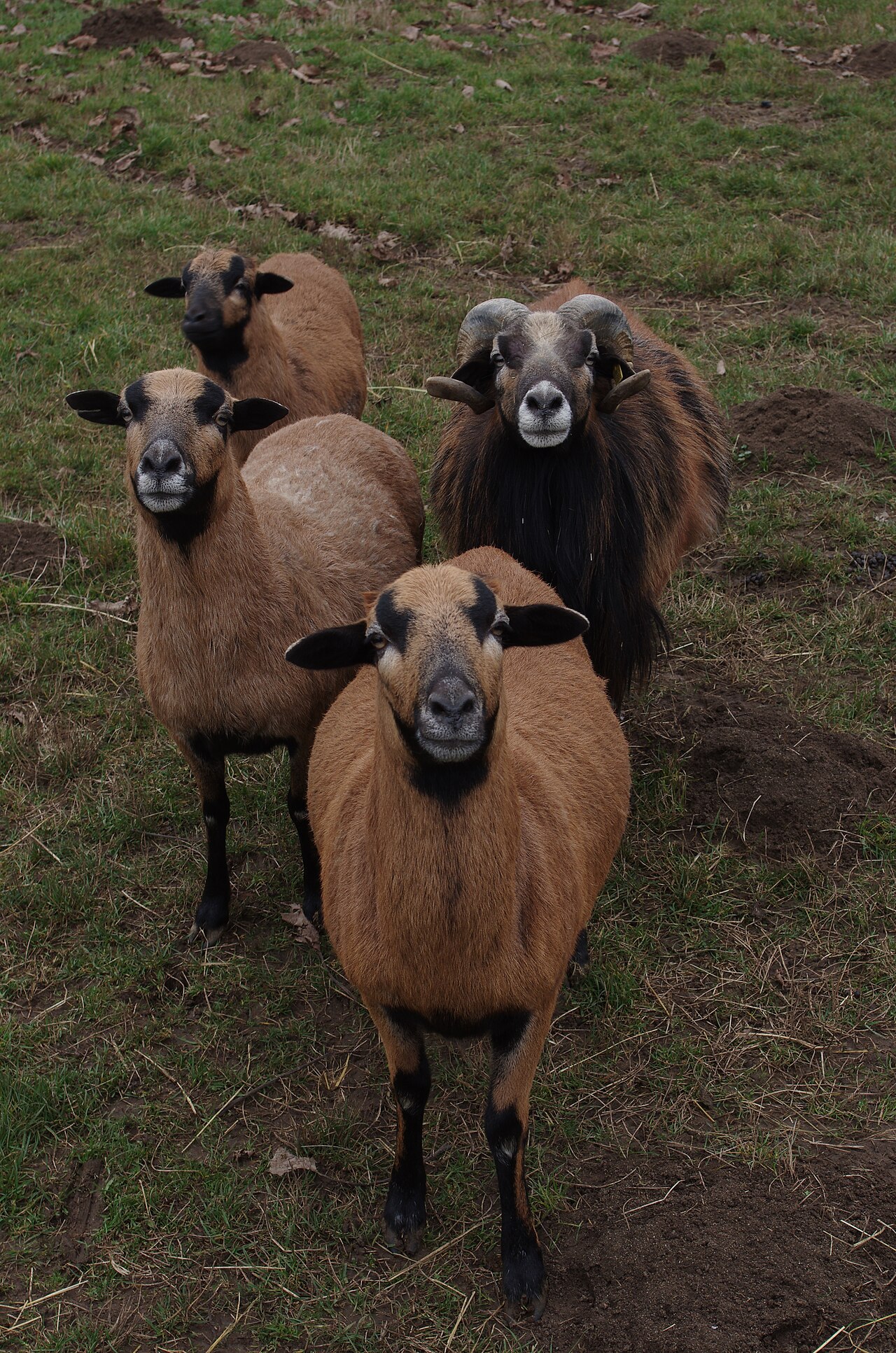 Cameroon sheep