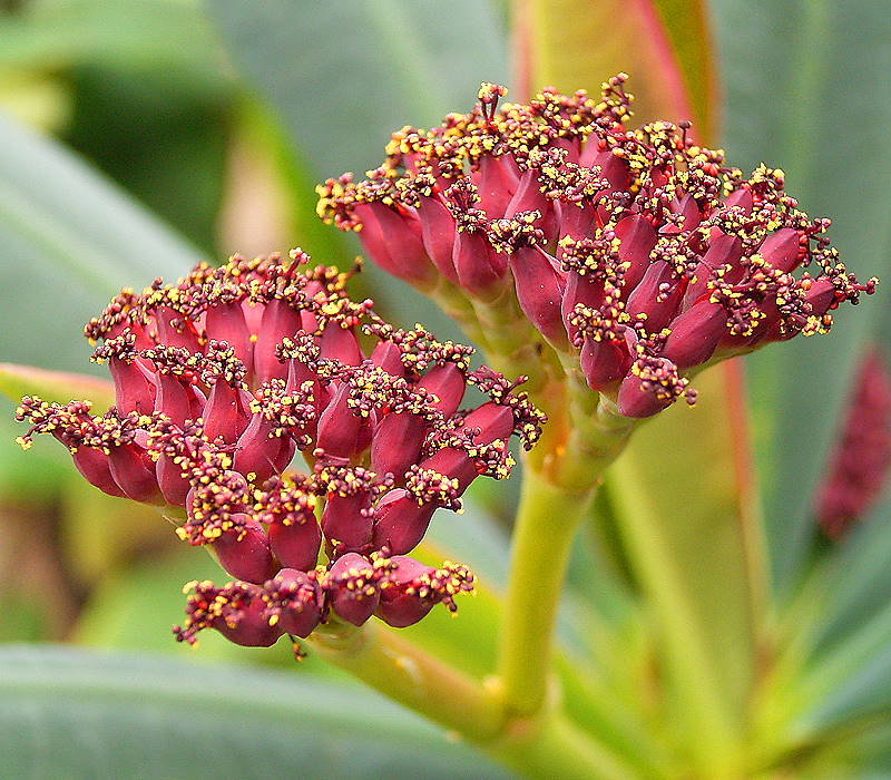 Euphorbia pachypodioides