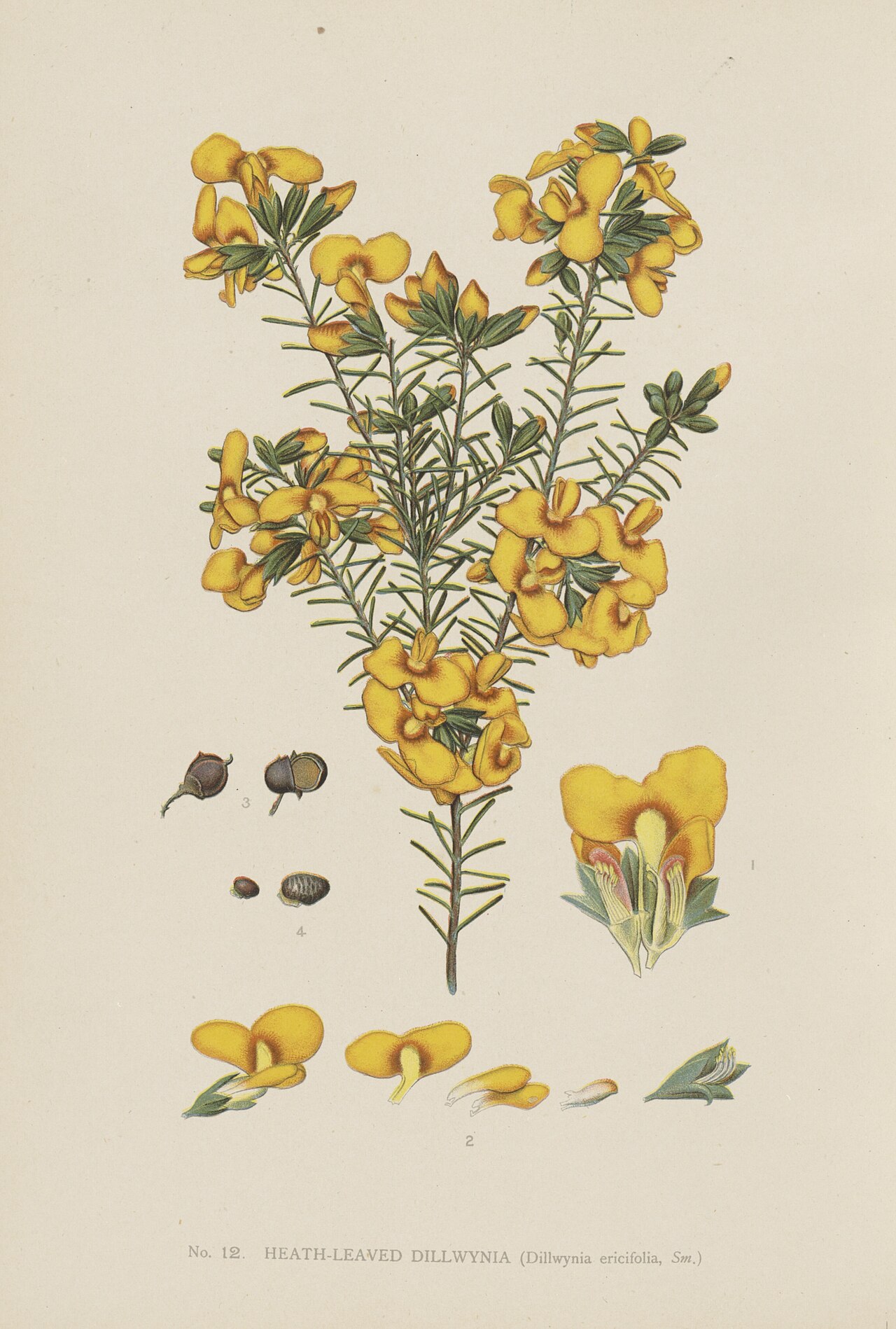 Dillwynia retorta