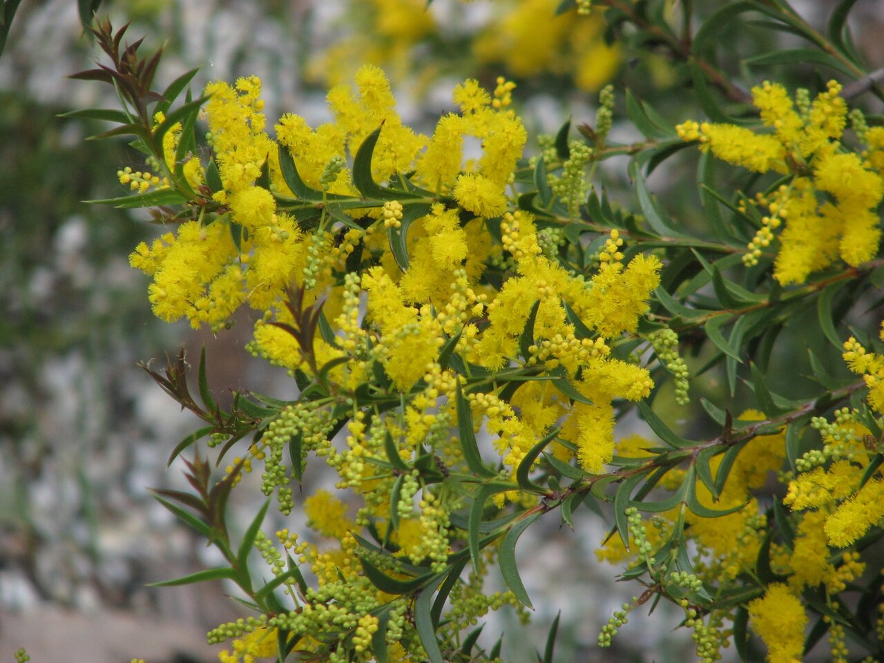 Spurwing wattle