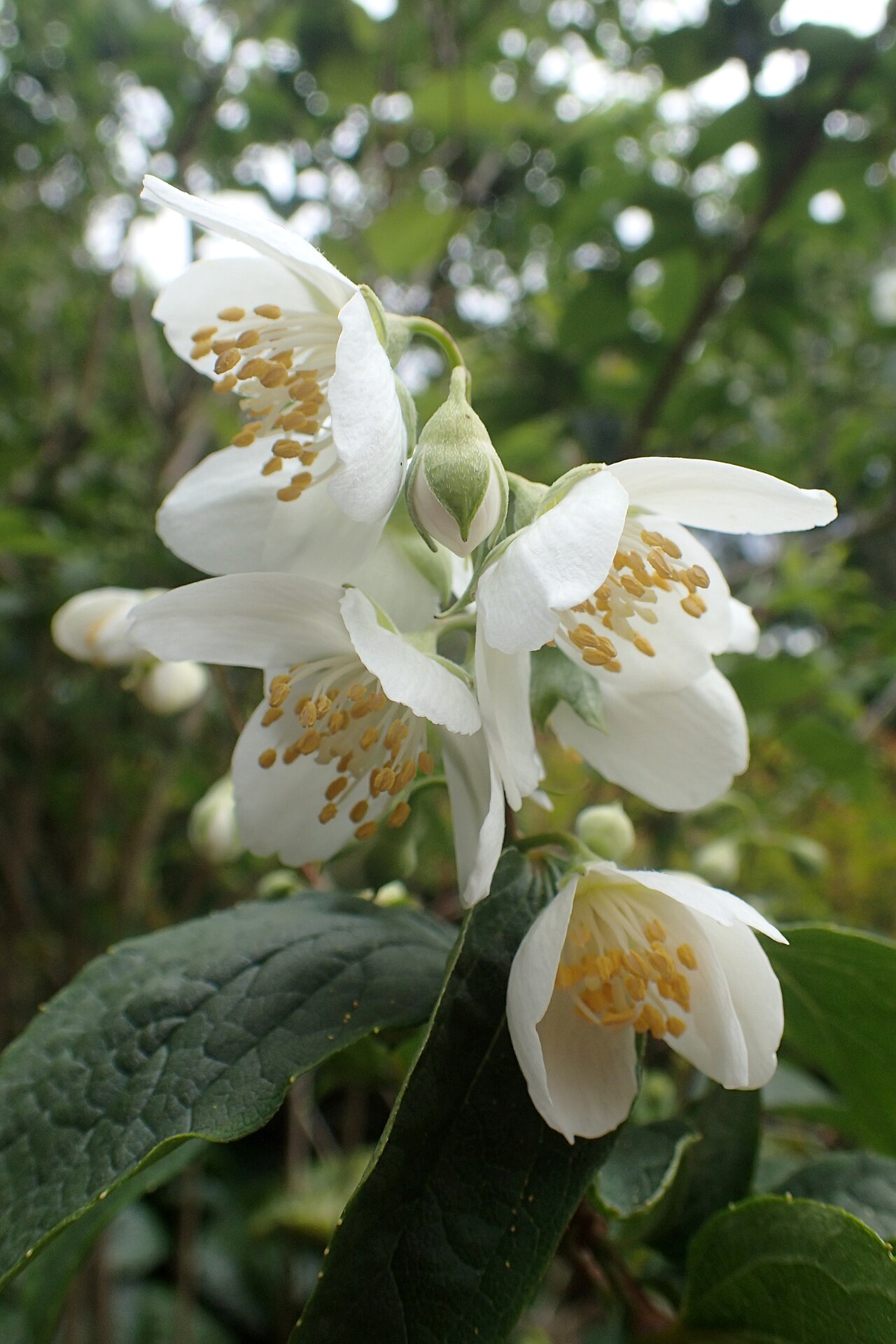 Philadelphus laxiflorus