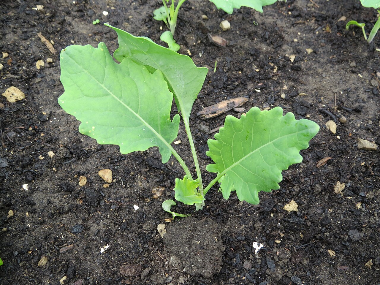 Brassica oleracea