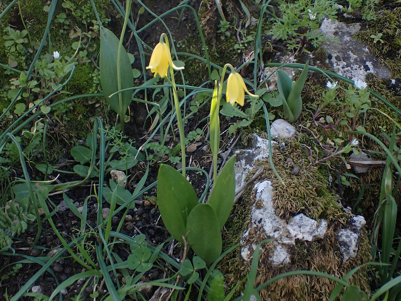Fritillaria sibthorpiana