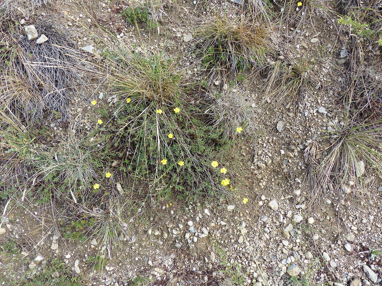 Fumana procumbens