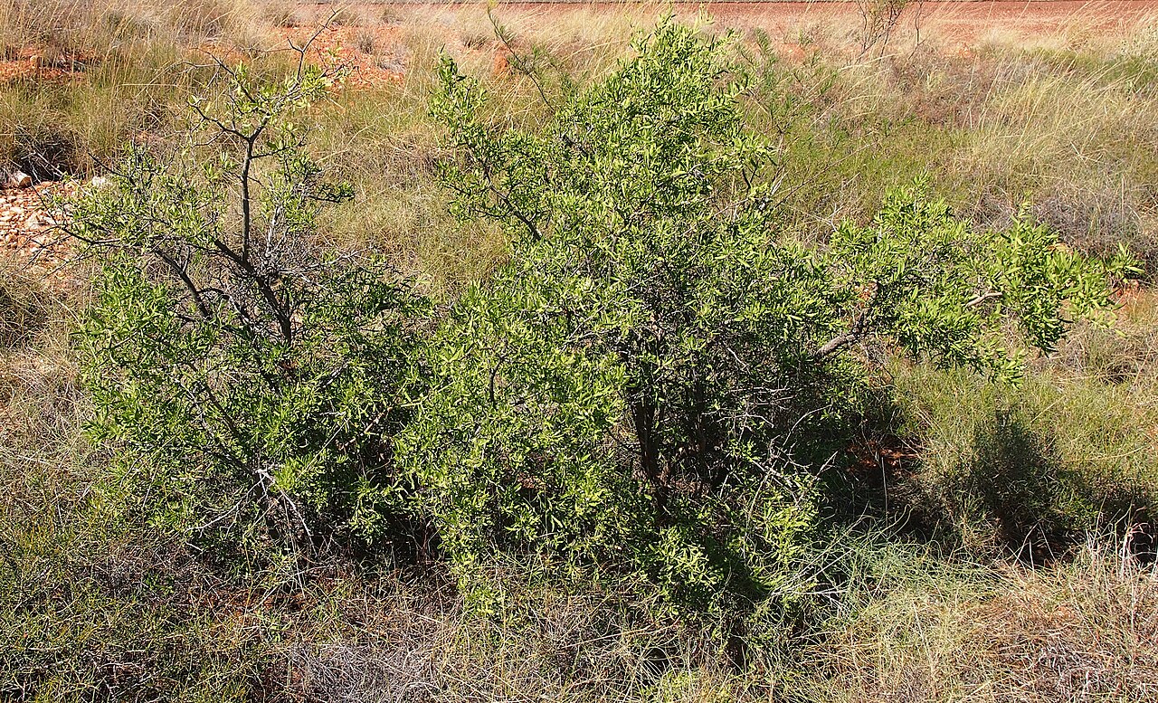 Carissa spinarum