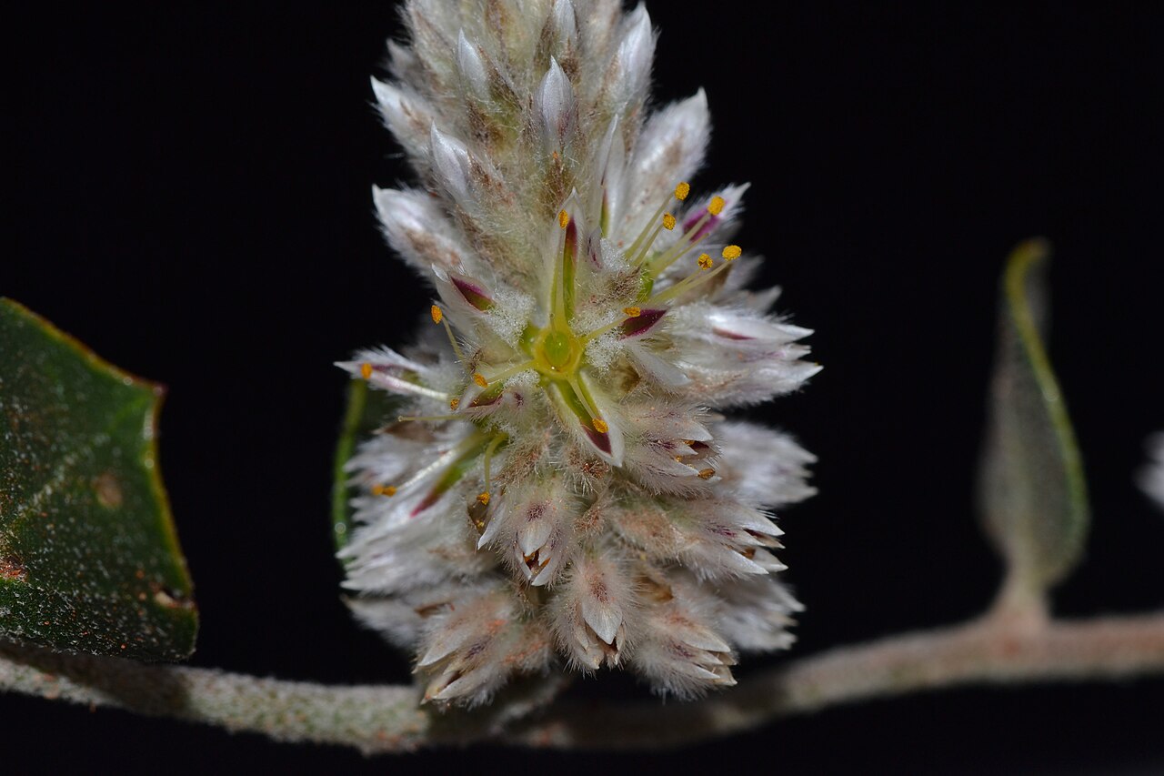 Ptilotus roei