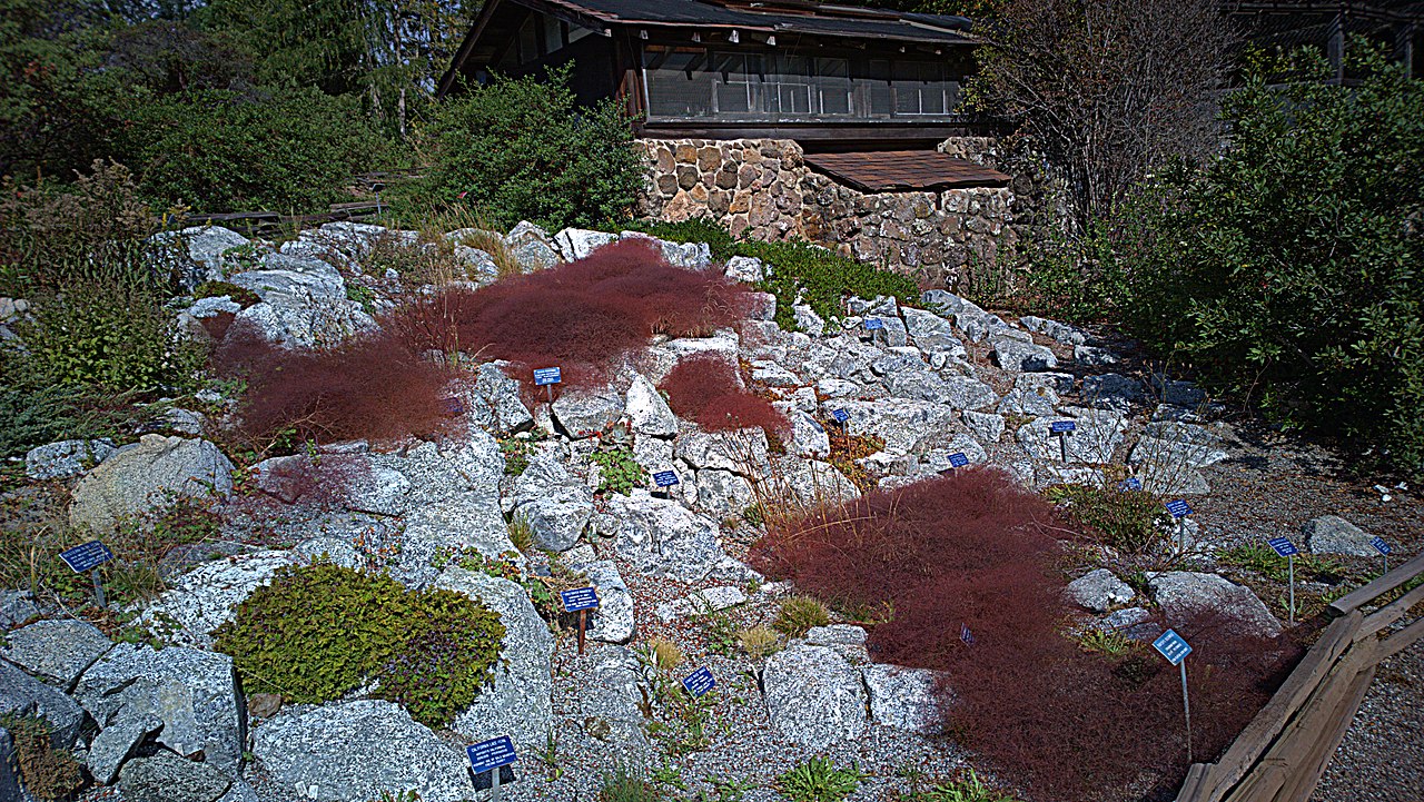 Eriogonum parishii