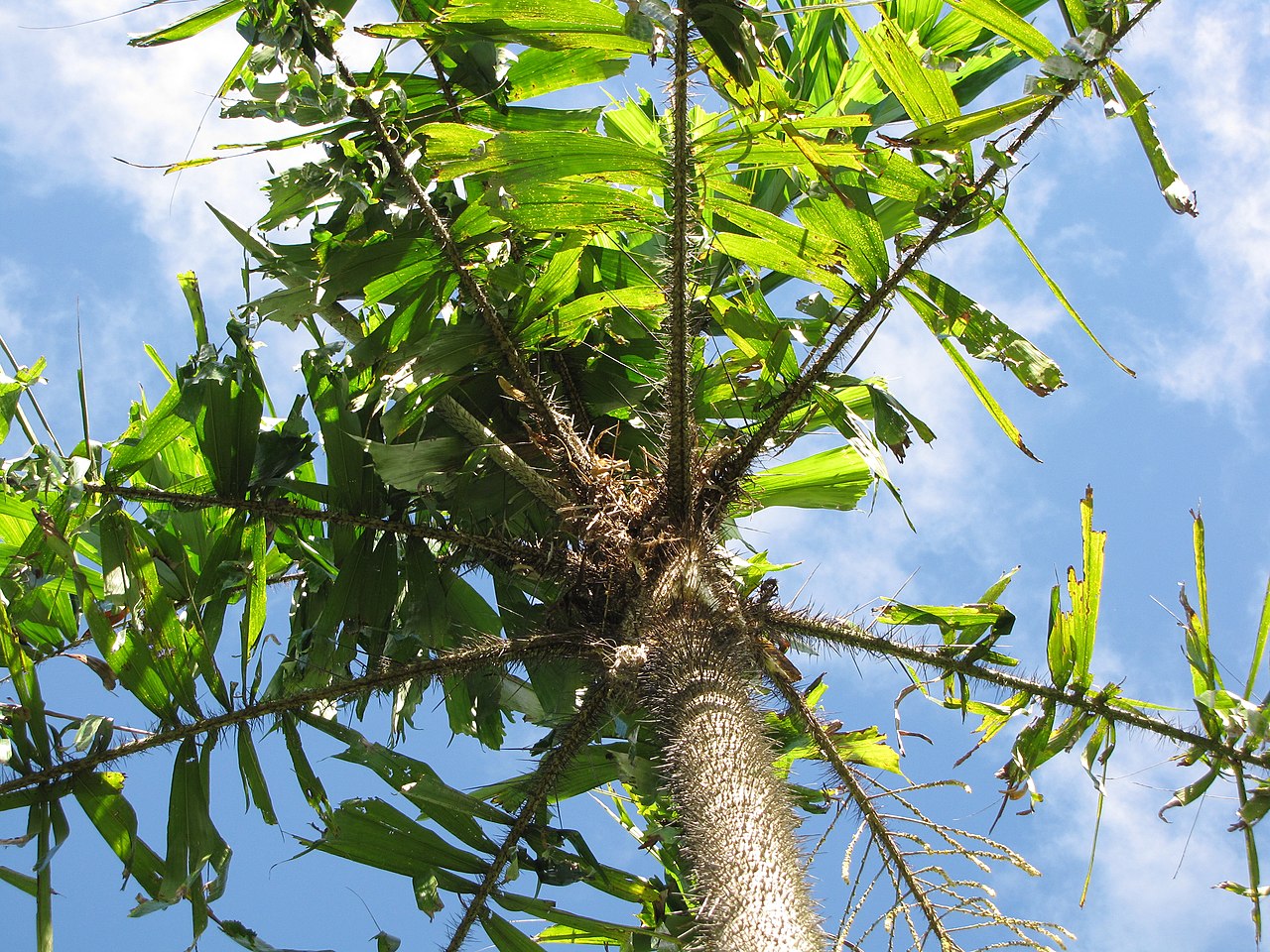 Aiphanes chiribogensis