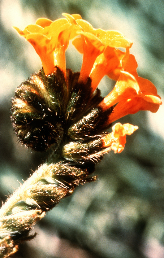 Amsinckia grandiflora