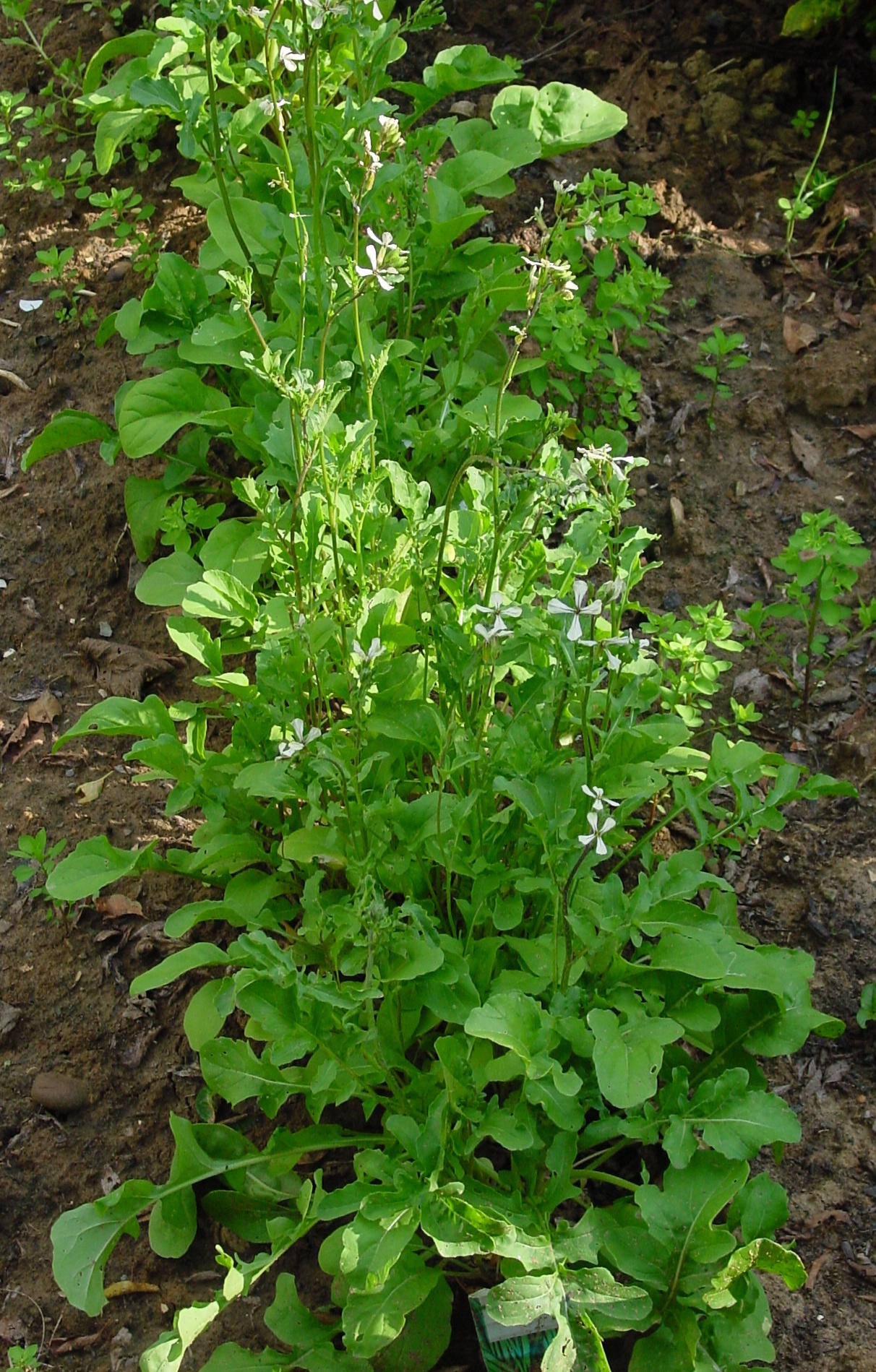 Eruca vesicaria