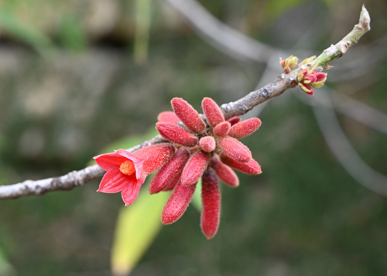 Dwarf kurrajong or little kurrajong