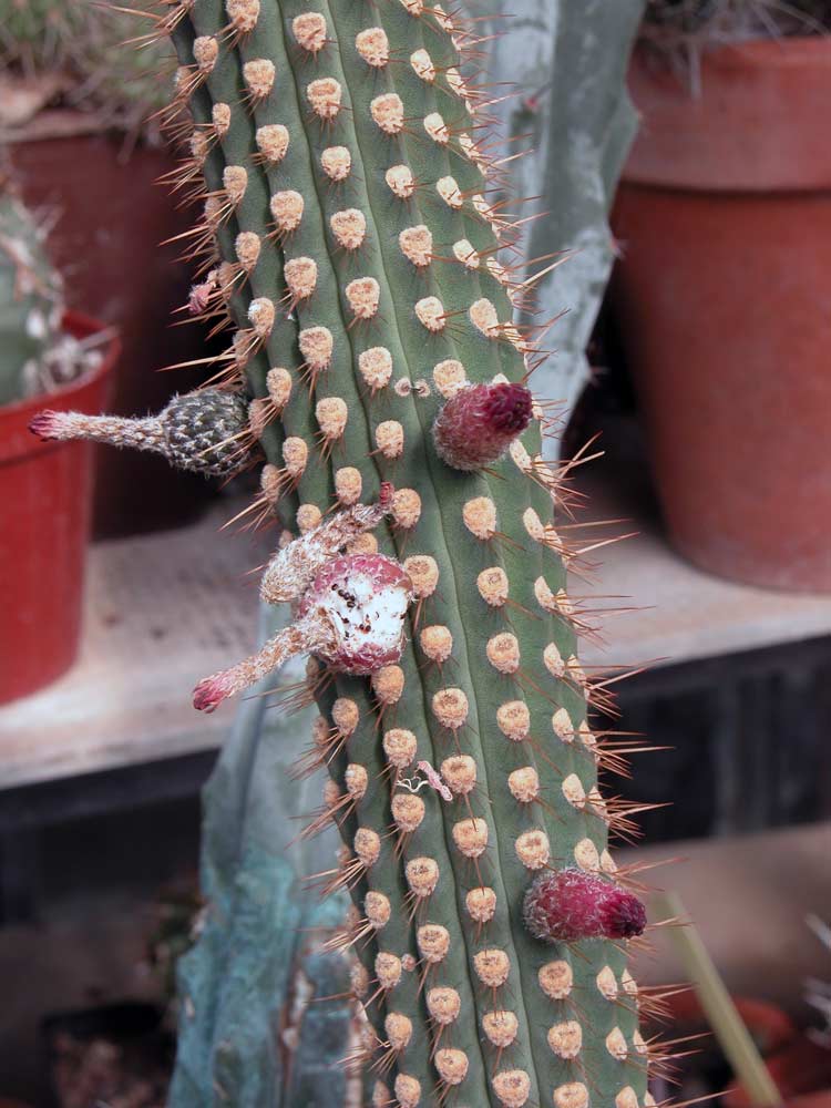 Cleistocactus reae