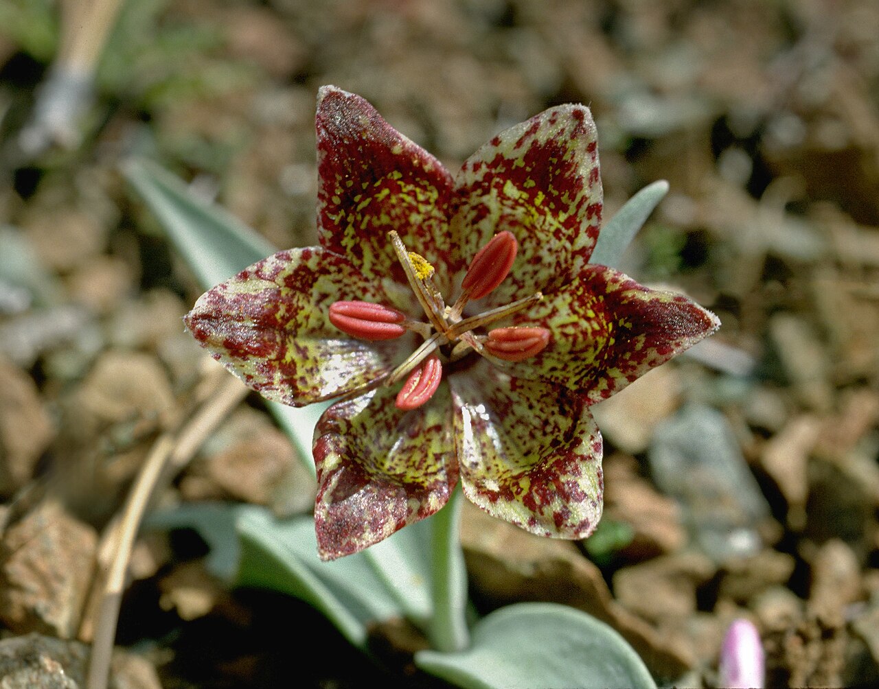 Fritillaria falcata
