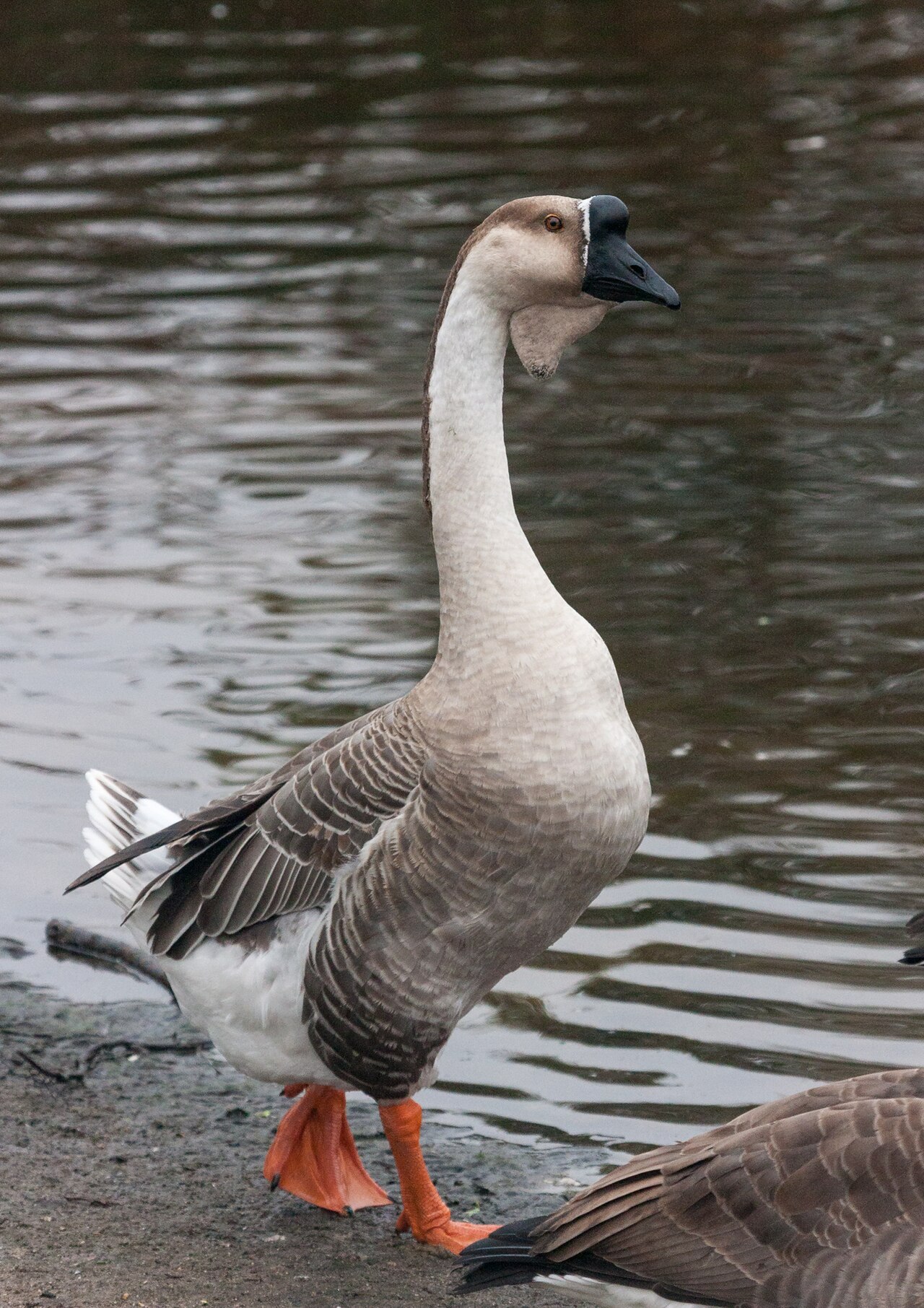 African goose