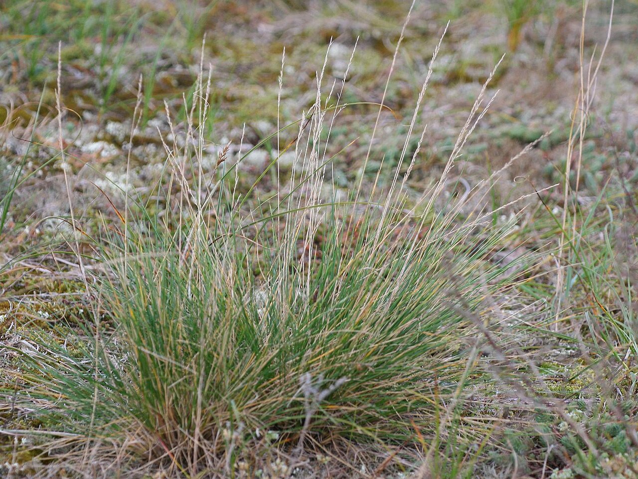 Festuca beckeri