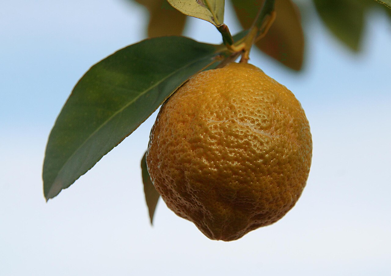 Citrus ×volkameriana