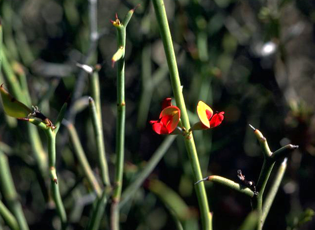 Daviesia uncinata