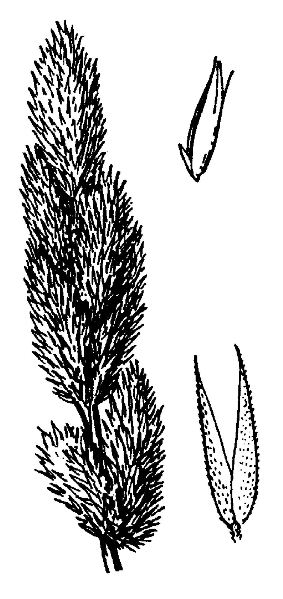 Agrostis densiflora
