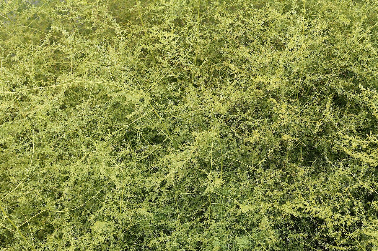 Asparagus pseudoscaber