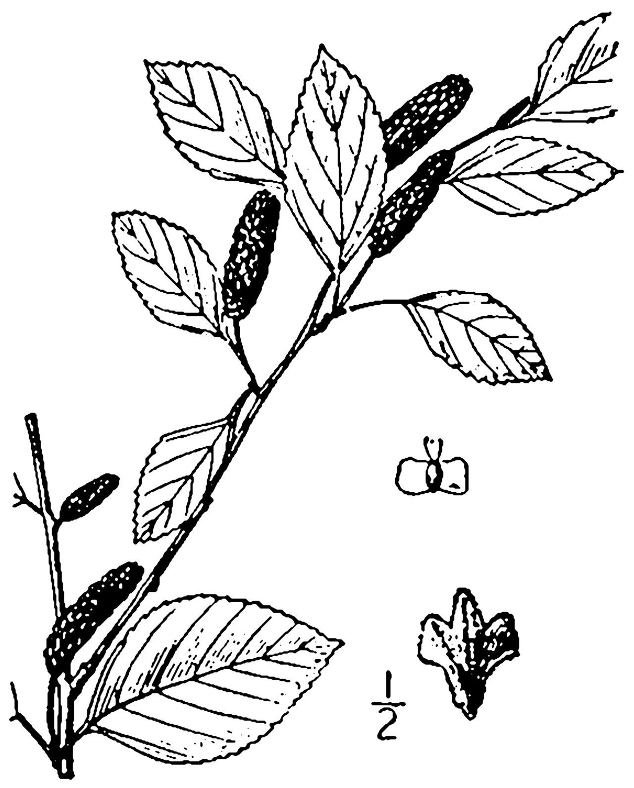Betula sandbergii