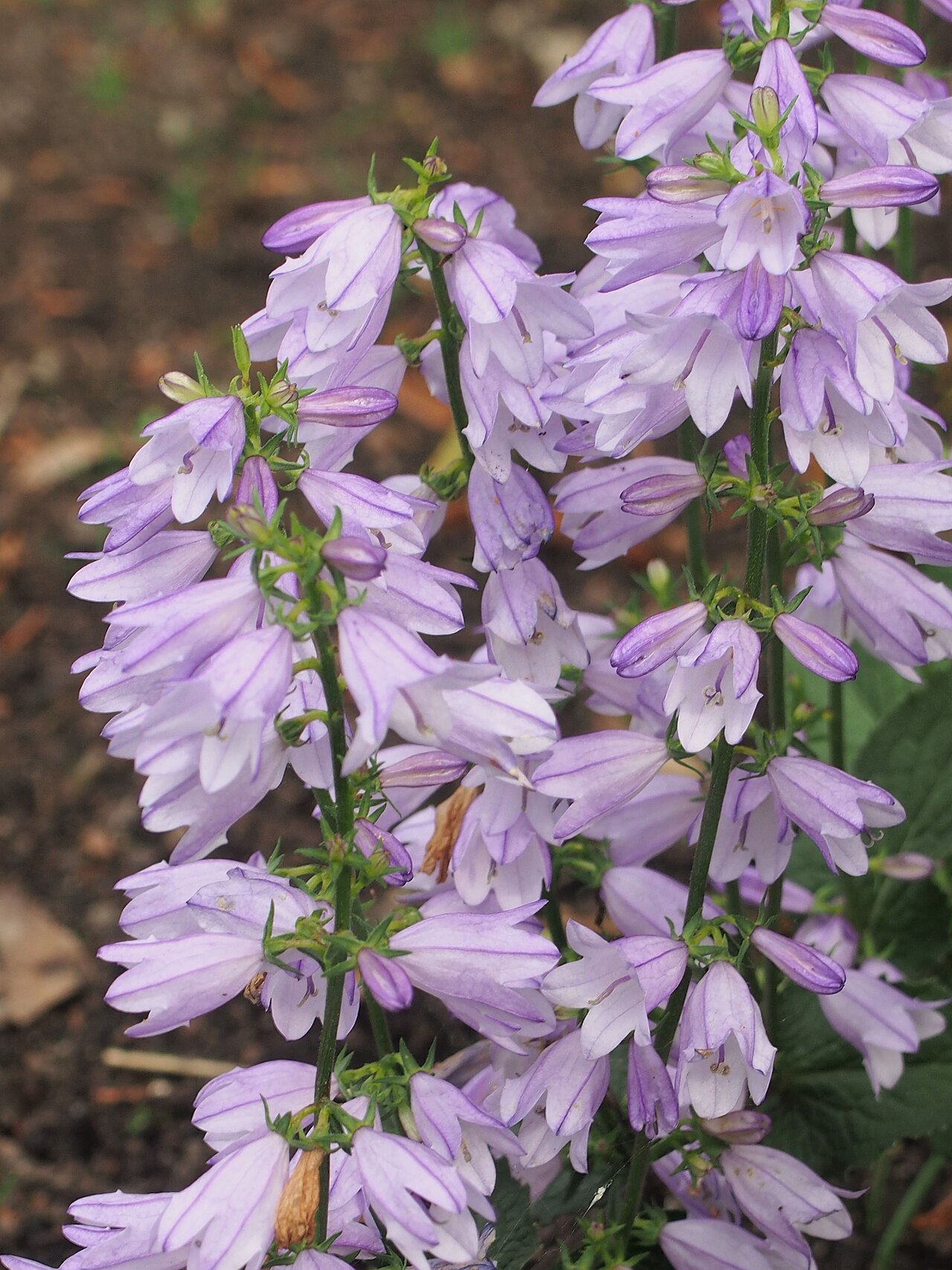 Campanula bononiensis