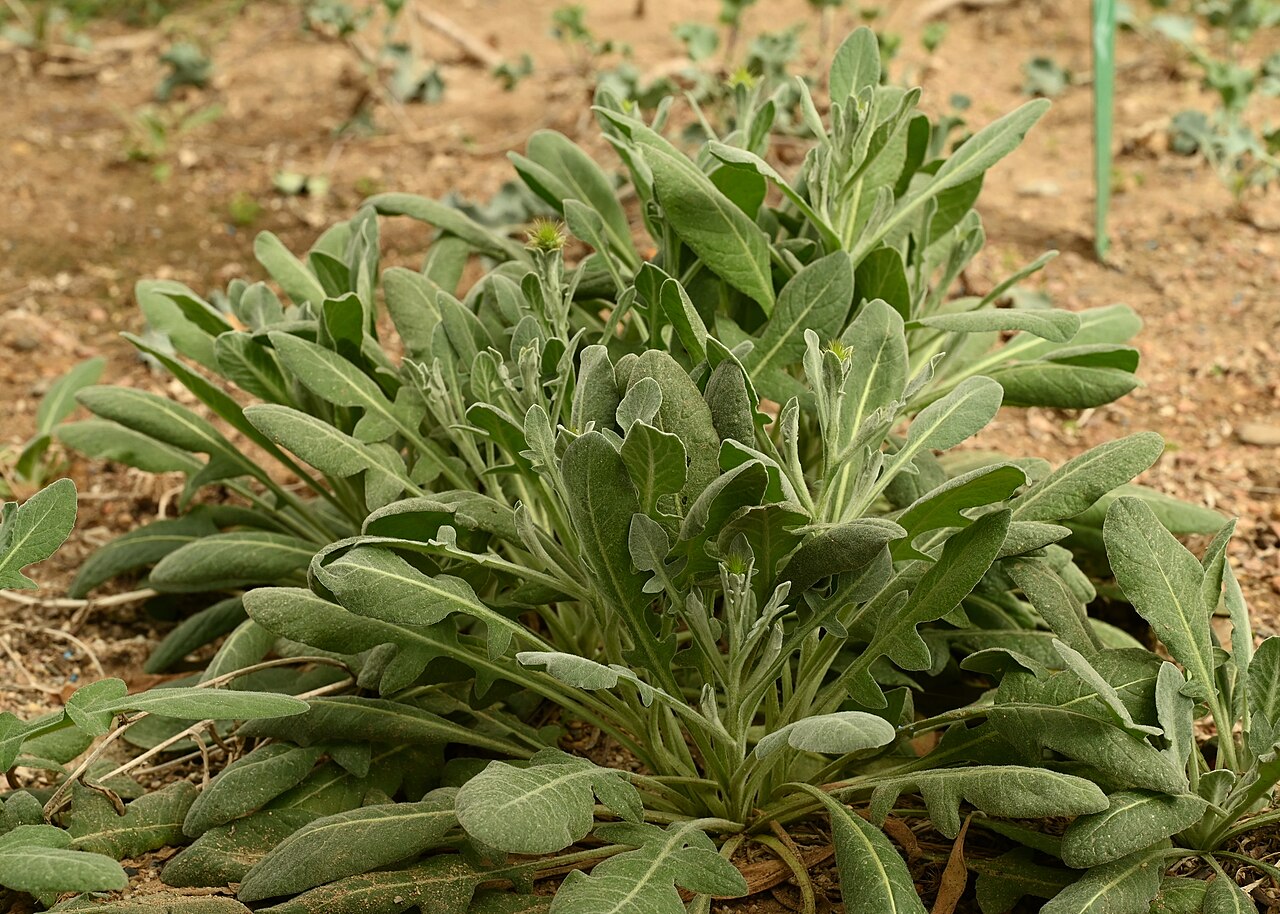 Centaurea sonchifolia