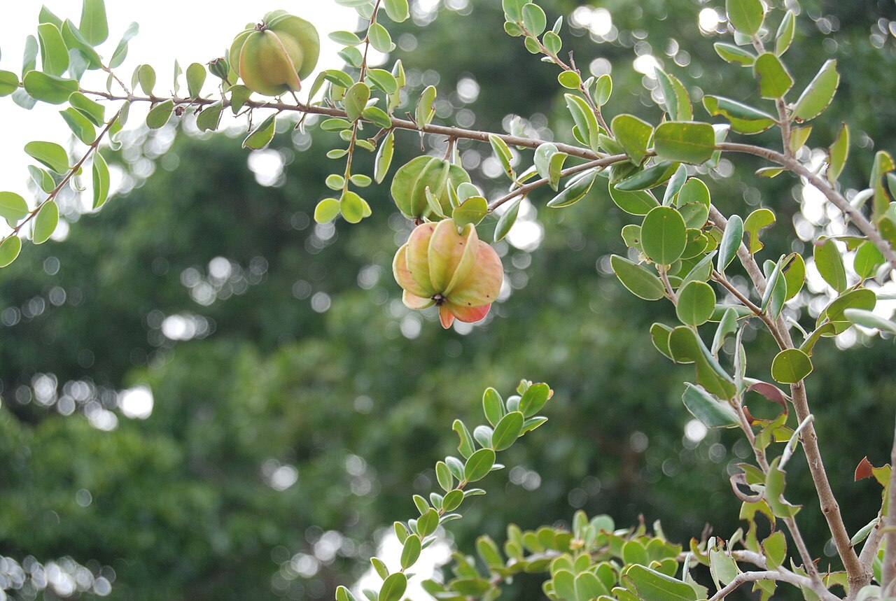 Eugenia woodburyana