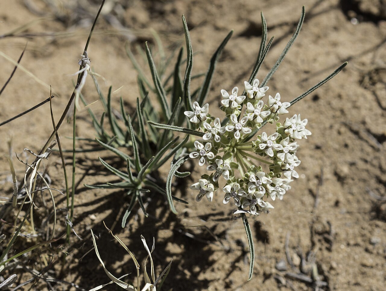 Asclepias involucrata