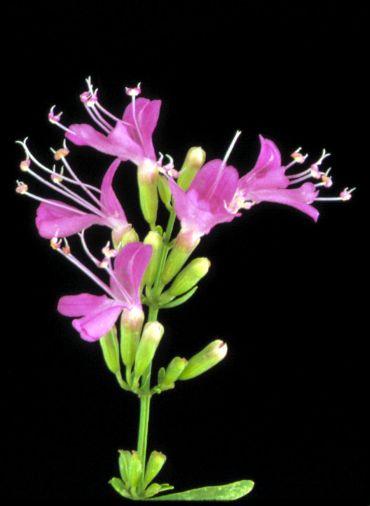Dicerandra immaculata