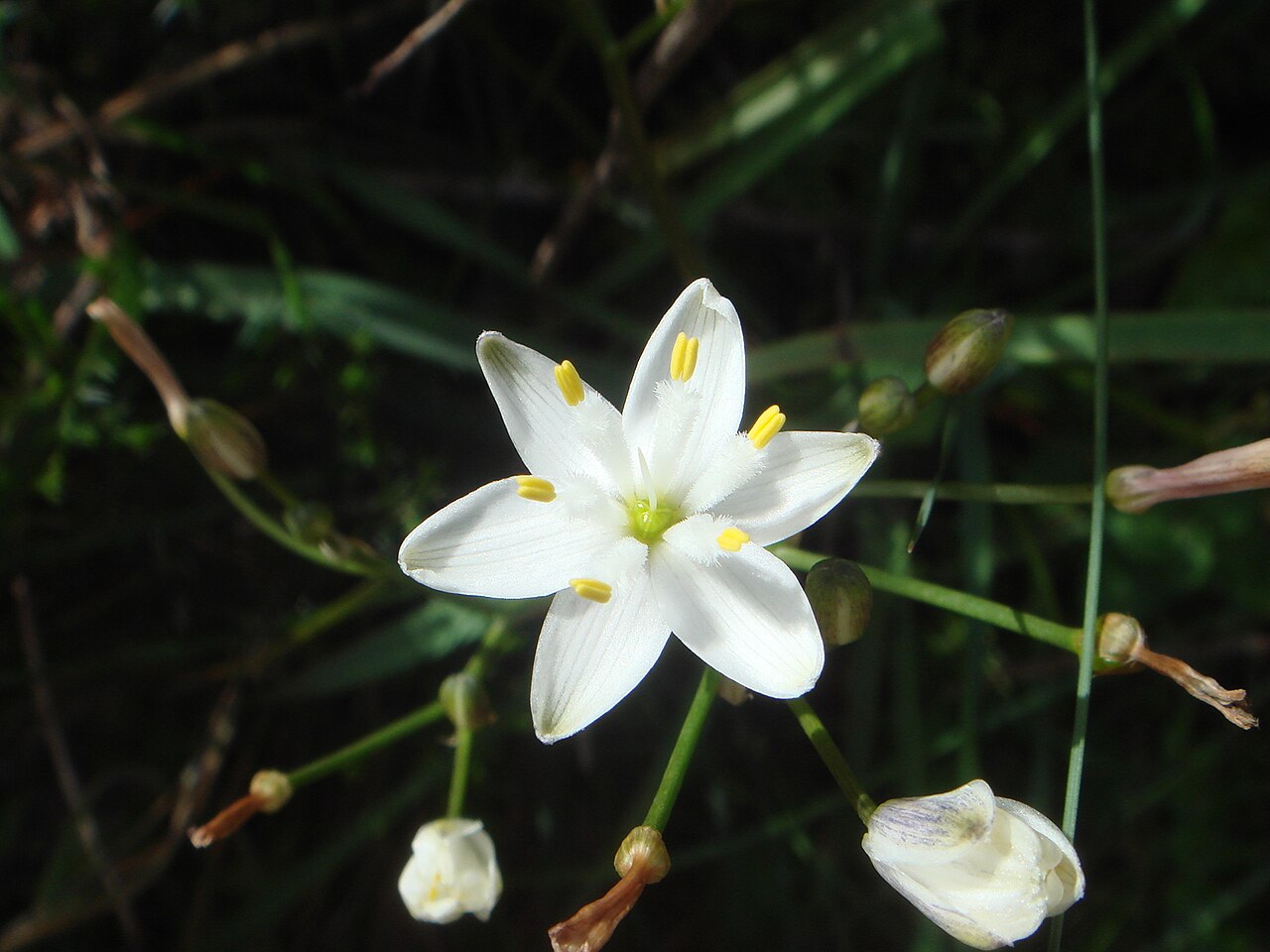 Simethis planifolia