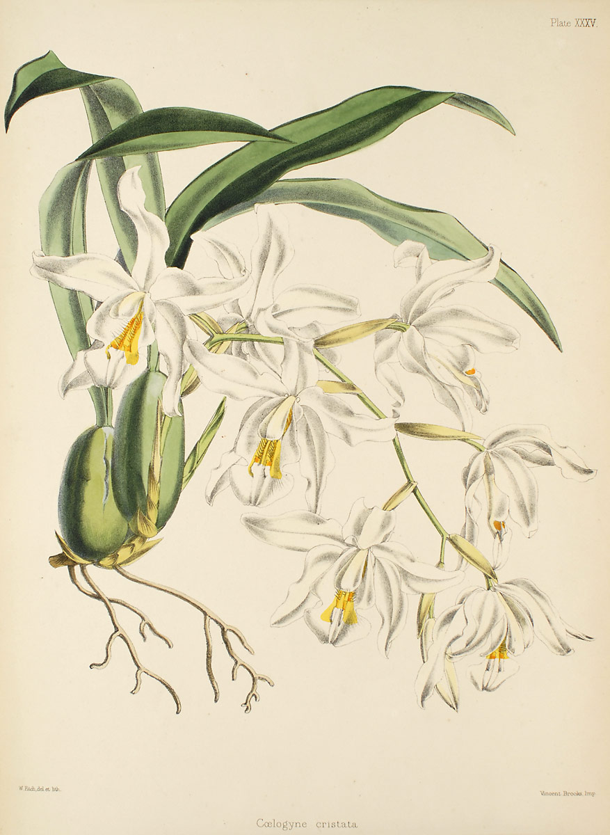 Coelogyne cristata