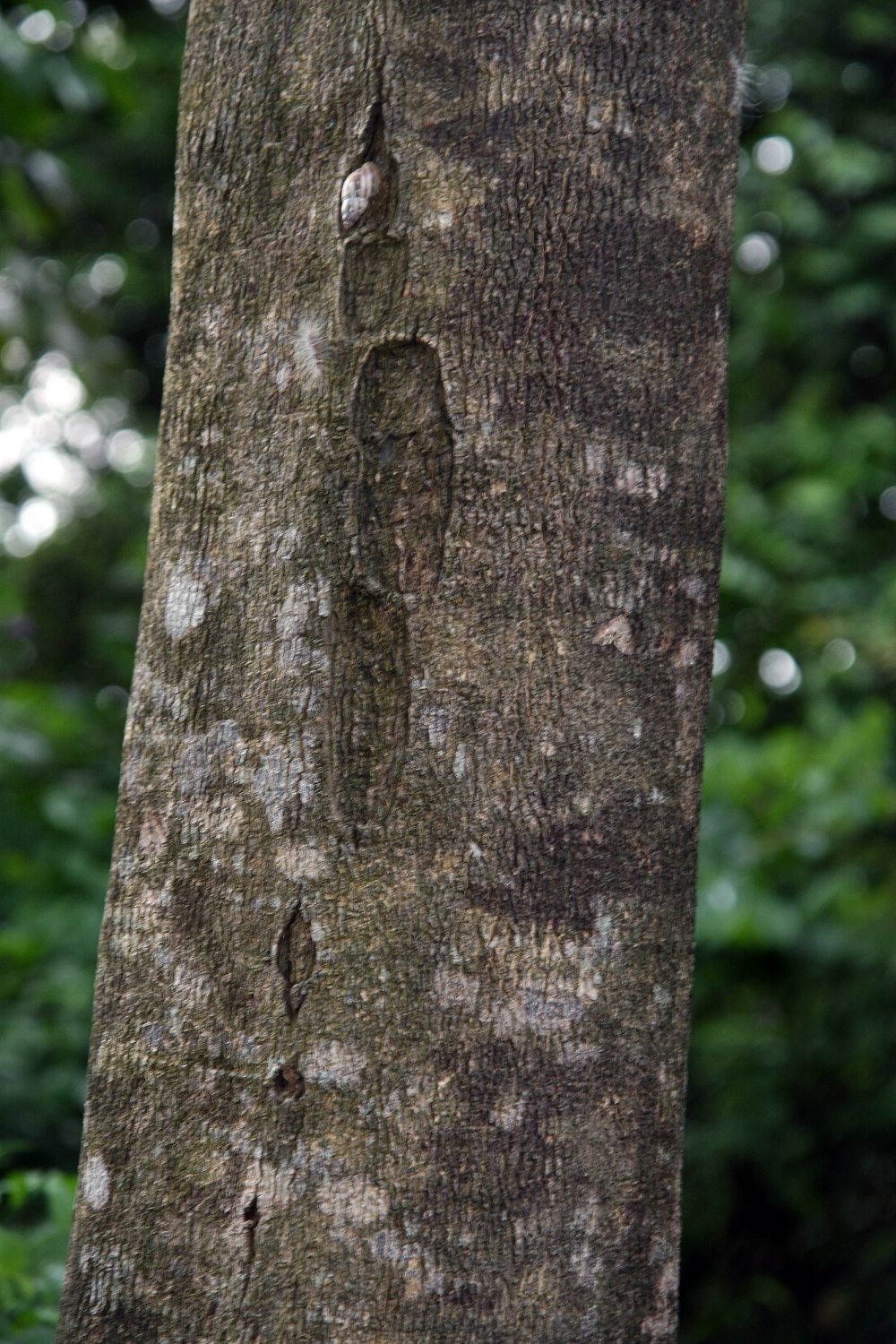Ateleia pterocarpa