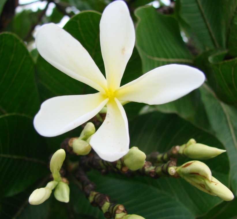 Himatanthus obovatus