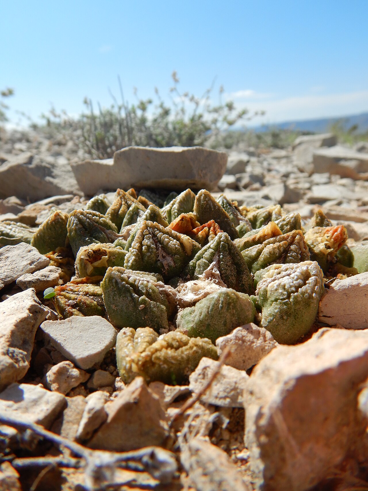 Ariocarpus fissuratus