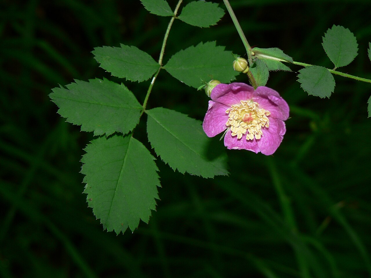 Rosa gymnocarpa