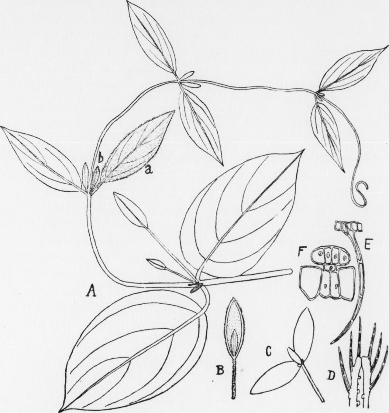 Mendoncia coccinea