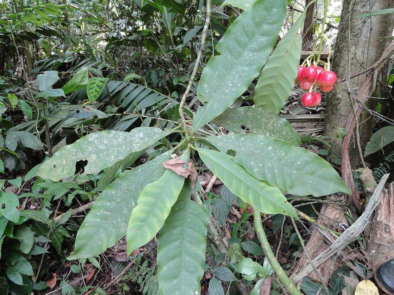 Chrysochlamys nicaraguensis