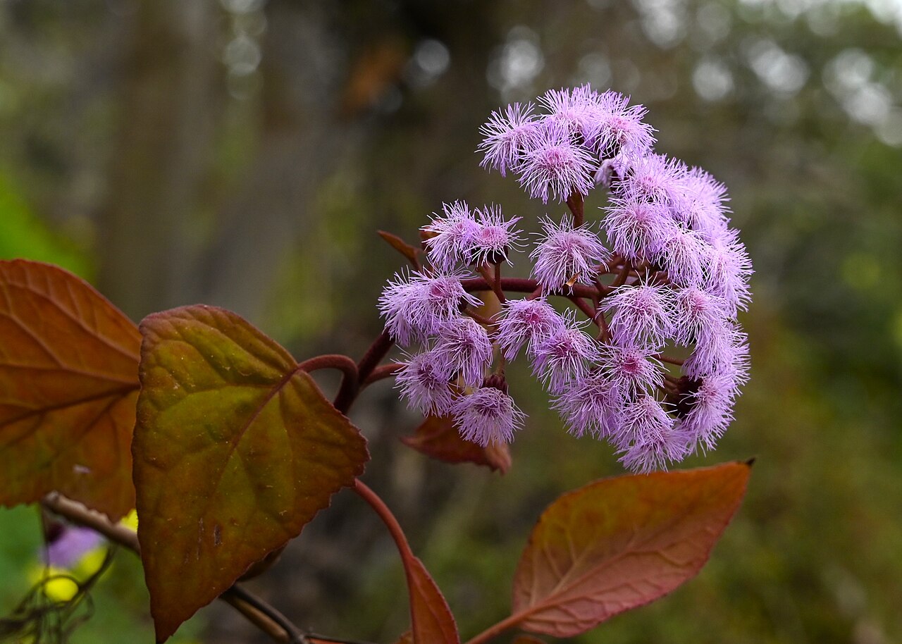 Bartlettina sordida