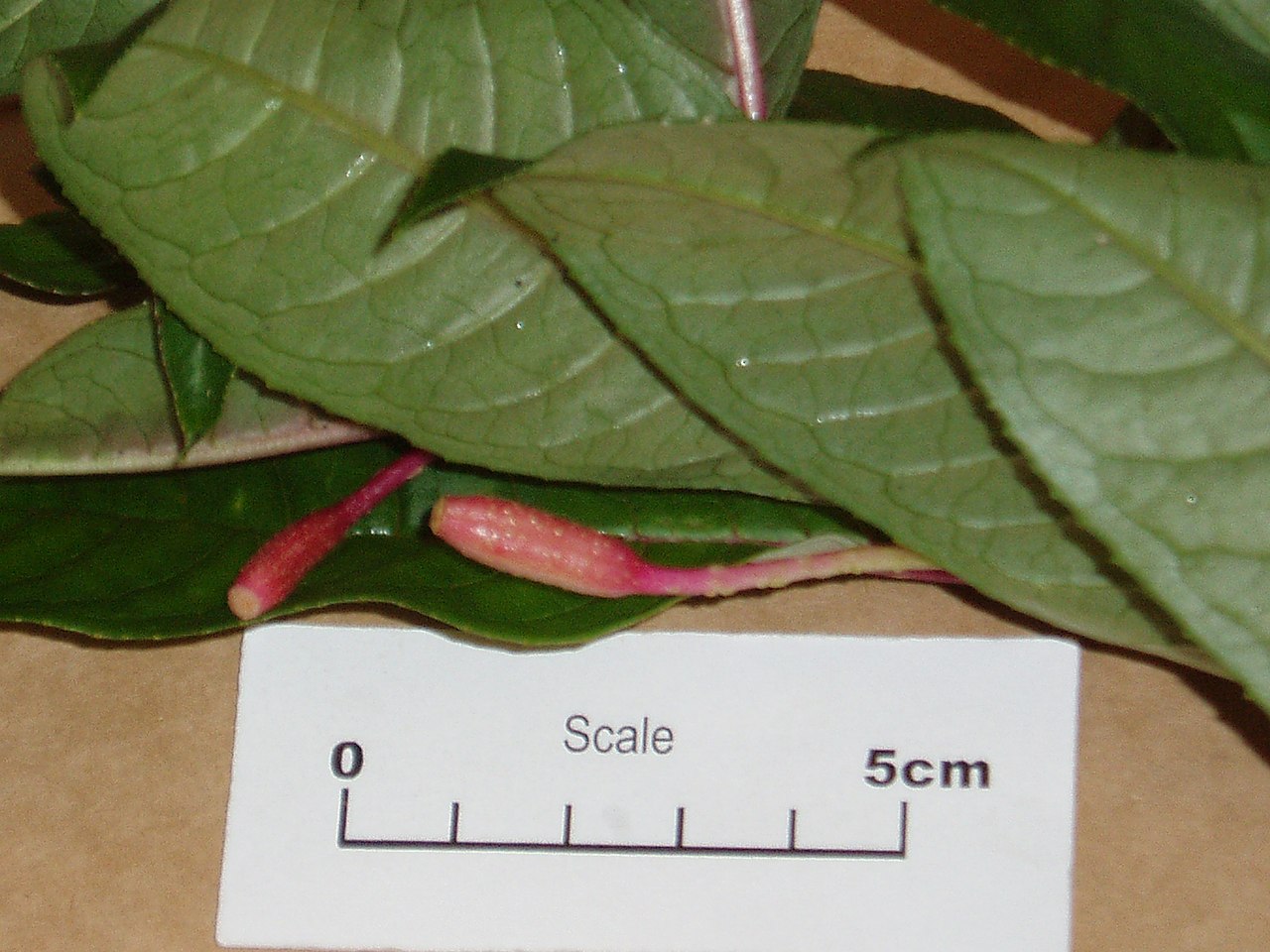 Fuchsia denticulata