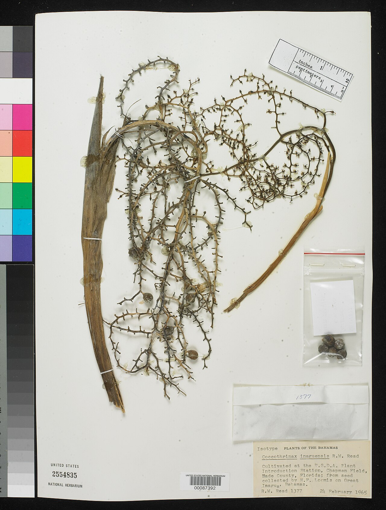 Coccothrinax inaguensis