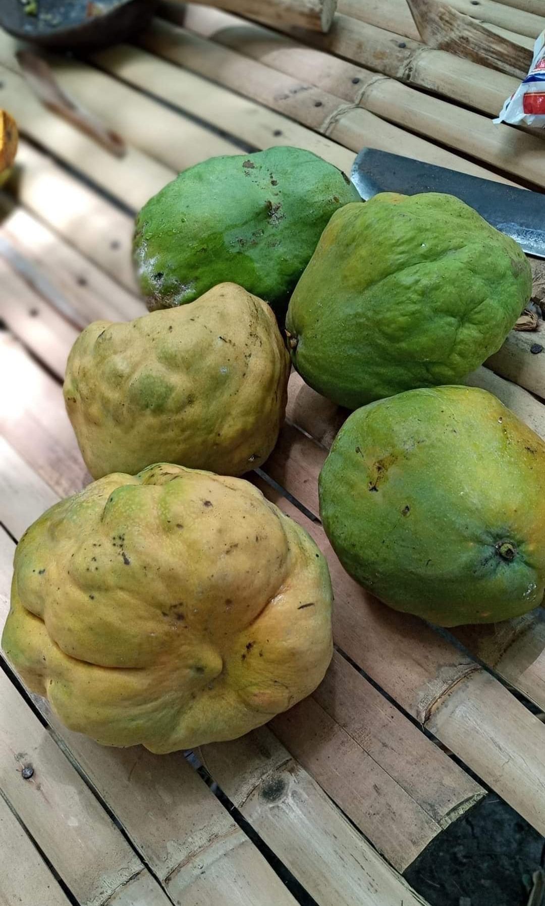 Mangifera sumbawaensis