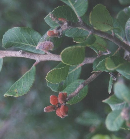 Rhus integrifolia